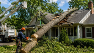 emergency tree removal Billings MT