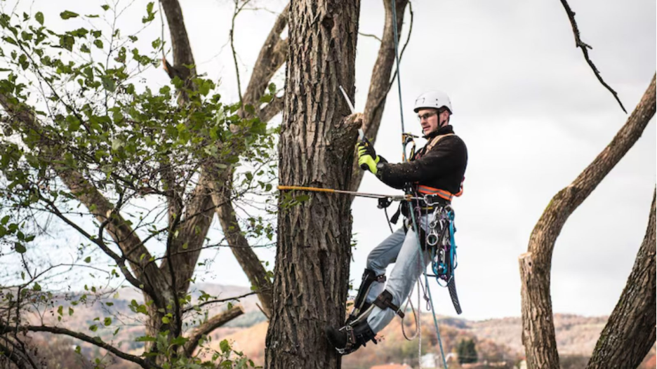 tree removal billings mt