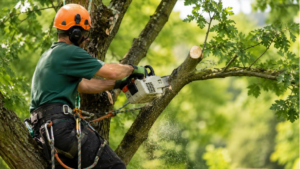 tree removal billings mt