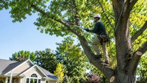 tree pruning services billings mt