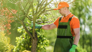 Alpine Tree & Shrub Care