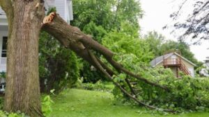 Split tree limb near a home, hazardous tree removal in Billings