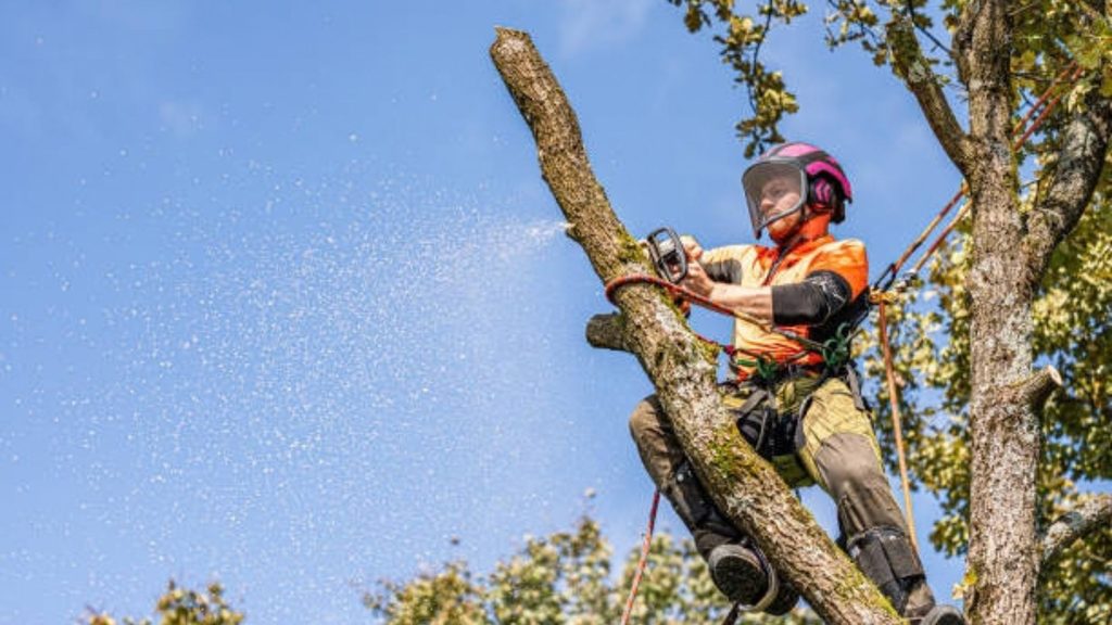 hazardous tree removal in Billings